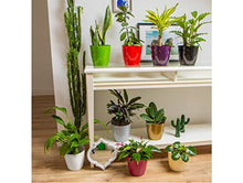 Load image into Gallery viewer, Copper Plant Pot | Indoor