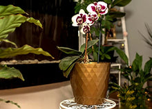 Load image into Gallery viewer, Copper- Gold Plant Pots | Indoor | Set of 5 Sizes | Home Garden Ornaments