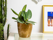 Load image into Gallery viewer, Copper- Gold Plant Pots | Indoor | Set of 5 Sizes | Home Garden Ornaments