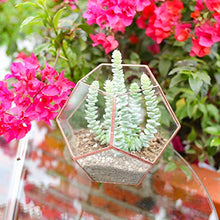 Load image into Gallery viewer, Geometric Terrarium Plant Pot | 18cm